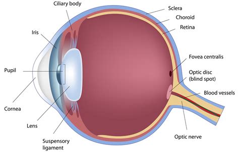 Parts Of The Eye Optic Nerve Anatomy Image Organs Amazing 10 Diagram