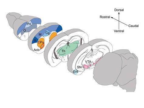 Schematic View Of The Mouse Brain Regions Dissected In The Present