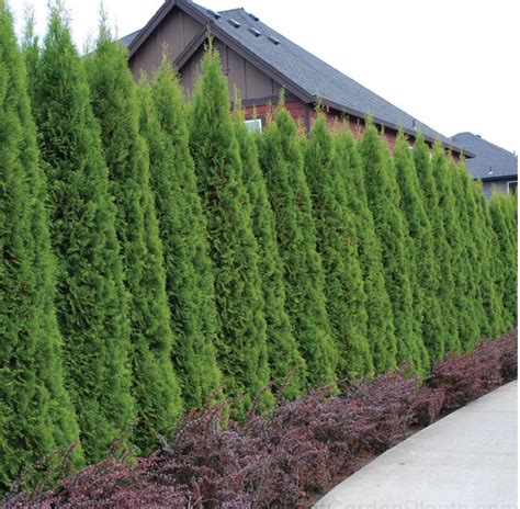 emerald green arborvitae hedge landscaping trees privacy landscaping backyard privacy small