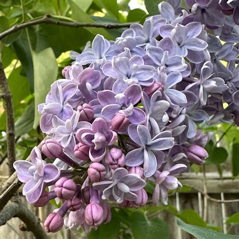 A Tale Of Two Lilacs Alan Ilagan