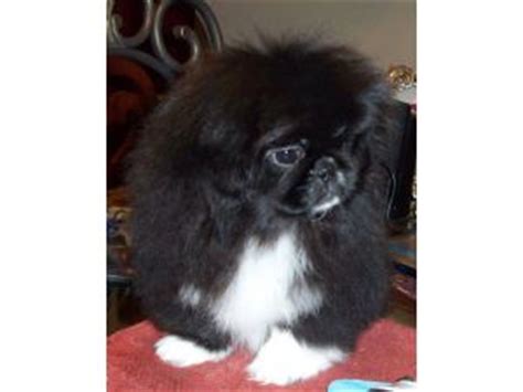 They were once regarded as a manifestation of the legendary foo dog that was believed to drive away spirits. Pekingese Puppies in California