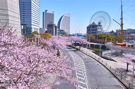 Yokohama Cherry Blossoms