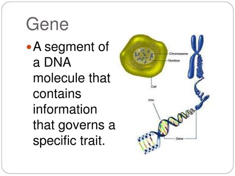 Ppt Reproduction And Genetics Powerpoint Presentation Free Download