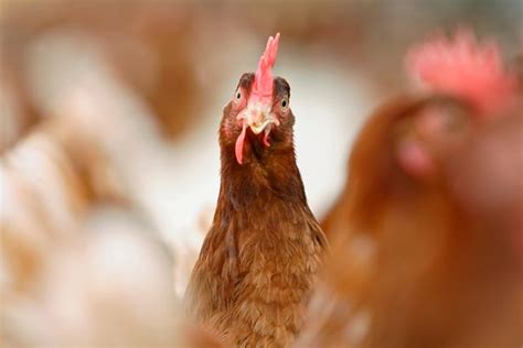 Man Jailed For Having Sex With Chickens While Wife Filmed Allowed To