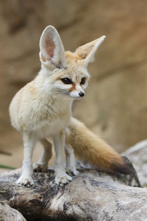 List of animals that start with a. Fennec Fox | Taken at Drusillas Zoo Park | Philip Harris ...