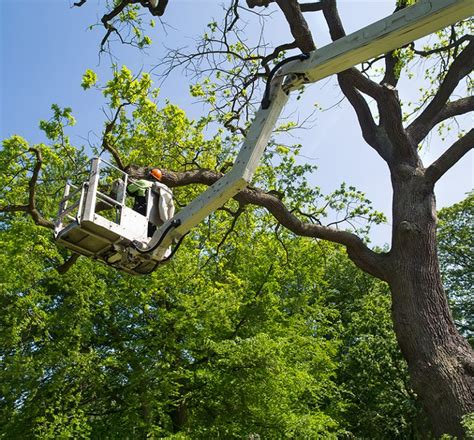 Dfw landscaping and lawn care service covering plano, frisco, mckinney and surrounding areas. Tree Services in Richmond VA | Mi Jalisco Landscaping LLC