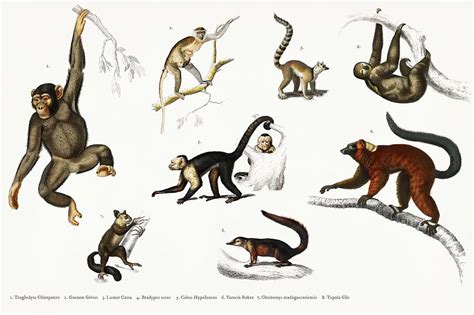 Different Types Of Monkeys Illustrated By Charles Dessalines D Orbigny