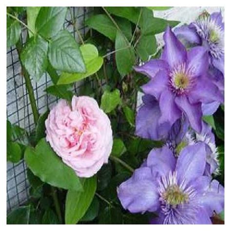 The title character first appeared on the cover of cry for dawn #1 (dec. Climbing rose New Dawn + Clematis Multi Blue