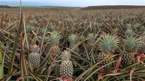 This Is A Picture Of A Pineapple Farm Located In The South Coast Of