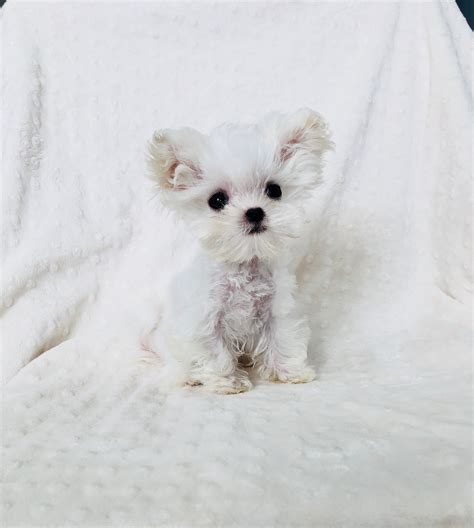 See more ideas about teacup puppies, puppies, cute baby animals. Buy Micro Tiny Teacup Maltipoo Puppy Los angeles, Ca ...