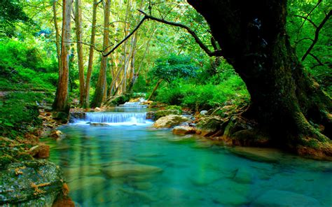 River Forest Wallpapers Wallpaper Cave