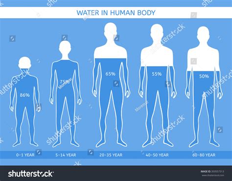 Water Human Body Man Different Ages Stock Vector 350557313 Shutterstock