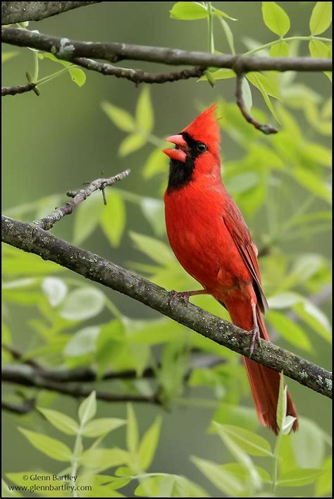 Northern Cardinal Cardinalis Cardinalis Ontario Birds Beautiful