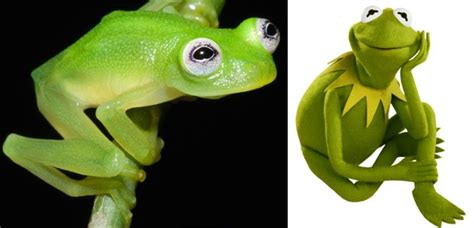 Kermit Lives New Frog Species Looks Just Like Him Good News Network