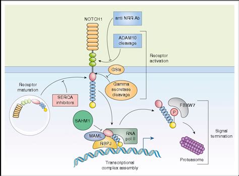 Figure 2 From The Notch1 Myc Highway Toward T Cell Acute Lymphoblastic Leukemia Semantic Scholar