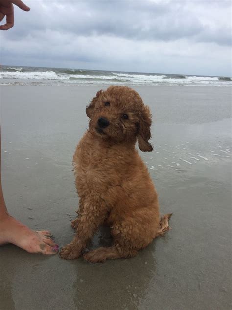 Not with our goldendoodle puppies! Sit Tall like a Good Boy. Puppy at the Beach. Pawley's ...