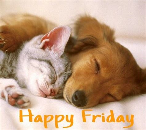 Happy Friday Cat And Dog Sleeping Together So Cute Cute Kittens