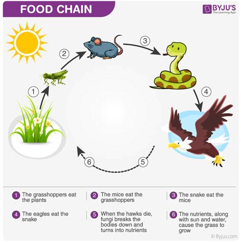Food Chain Food Chain Food Web Simple Food Chain