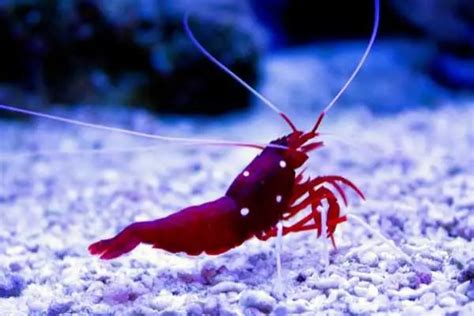 12 Best Reef Safe Shrimp For Saltwater Tank 2 That Are Not