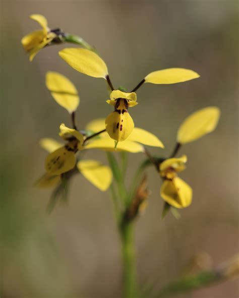 Australian Native Orchiddiuris Aura African Plants Australian