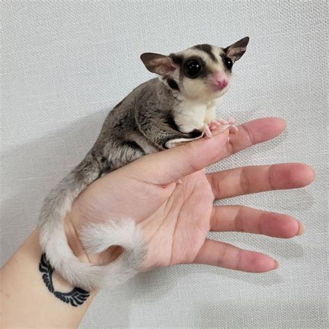Sugar Gliders For Sale Healthy And Trained