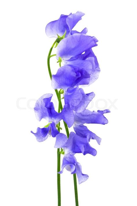 Polish your personal project or design with these watercolor flowers transparent png images, make it even more personalized and more attractive. Beautiful blue flower on a white background | Stock Photo ...