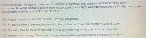 What structures does an animal cell have that a plant cell does not have? Solved: Lysosomes Contain Hydrolytic Enzymes Used For Intr ...