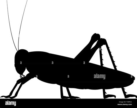 Vector Black Silhouette Of A Grasshopper Stock Vector Image And Art Alamy
