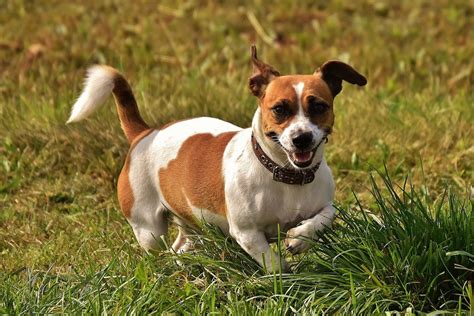 Rasseportrait Jack Russell Terrier Charakter And Eigenschaften Deine
