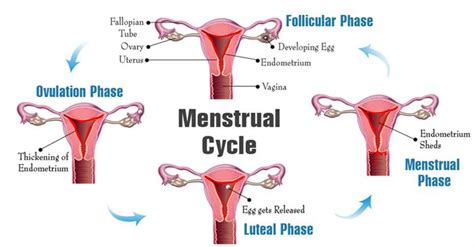 This is when menstruation occurs. How Long do Periods Last?