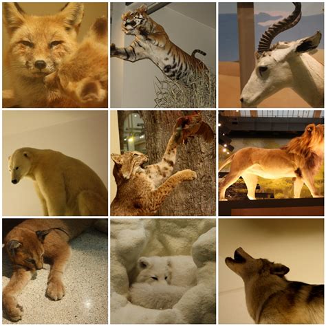 Non Domesticated Animals 1 Vulpes Vulpes 2panthera Tigri Flickr