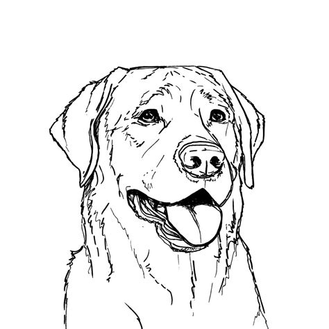 Black Lab Line Drawing Art Van Isle Dog Art