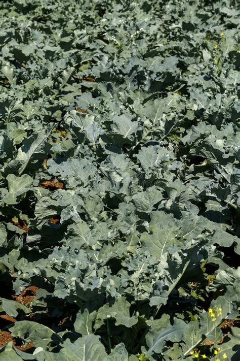 Closeup Of Vegetable Garden With Broccoli Plantation Stock Photo