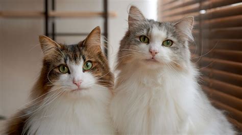 9 Of The Rarest Cat Breeds In The World Petsradar