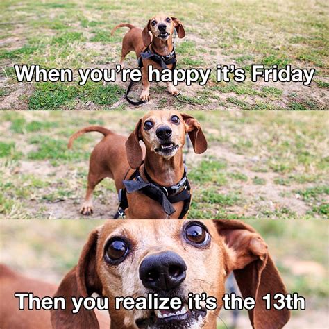 Happy Friday The 13th I Has A Hotdog Dog Pictures