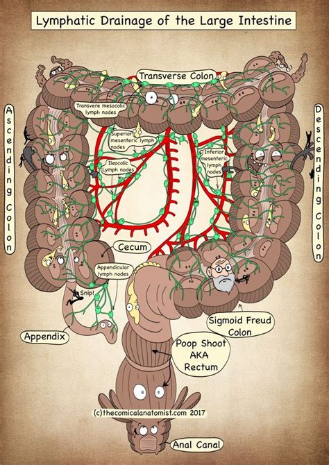 Digestive System Archives The Comical Anatomist Basic Anatomy And