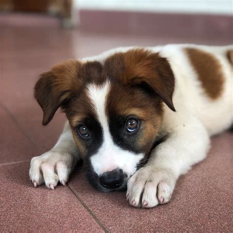 Quelle Est La Race De Chien Idéal Pour Vous 6 Façons De Bien La Choisir