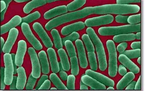 Bakteria Salmonelli Jest Pasożytem Zewnętrznym - Naukowcy przestrzegają przed kolejną epidemią bakterii salmonelli