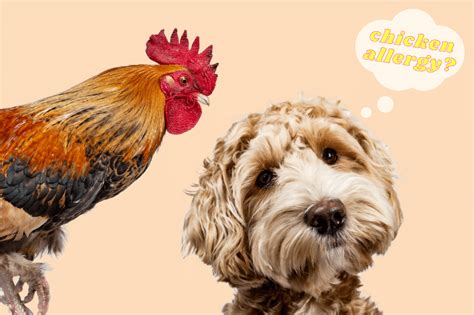 Dog Allergic To Chicken What To Look For And How To Treat