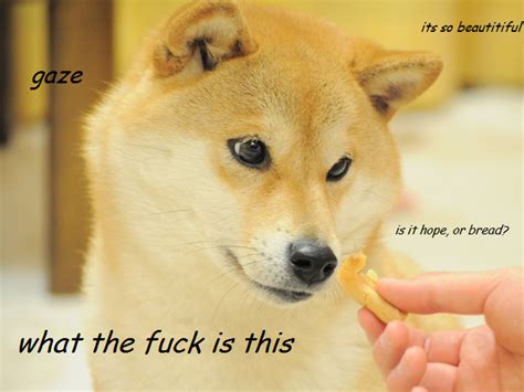 Doge memes i done stole. ORIGINAL DOGE MEME GIF image memes at relatably.com