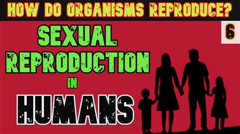 Sexual Reproduction In Humans Male And Female Reproductive System Ncert Class 10 Bio