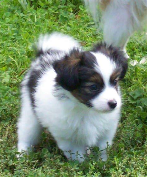 papillon dog breed pictures information temperament characteristics animals breeds