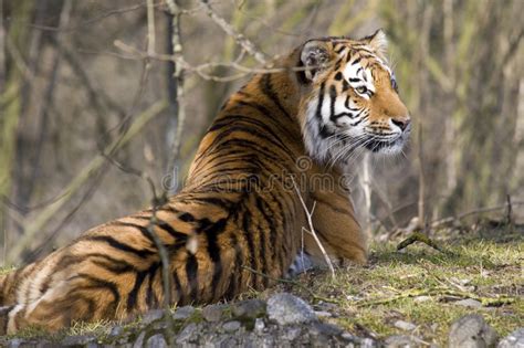 Siberian Tiger Stock Photo Image Of Wild Animal Water 8362548