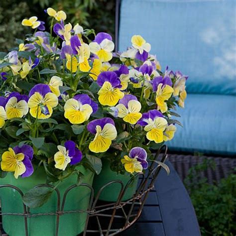22 Ways To Use Pansies And Violas In Containers Pansies Small