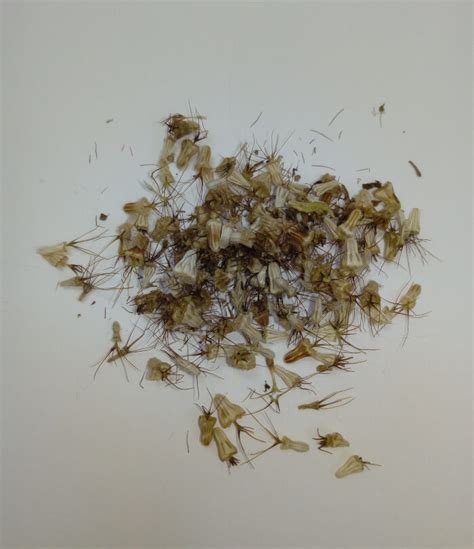 Scabiosa Atropurpurea Seeds 80 Pcs Time To Breed
