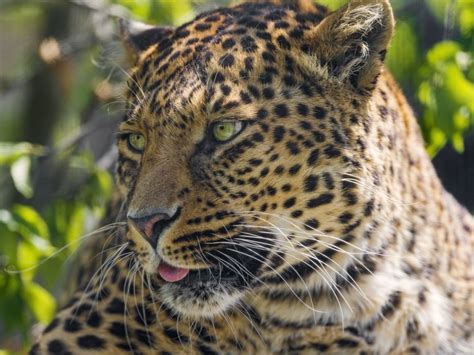 4k Big Cats Leopards Snout Whiskers Glance Hd Wallpaper