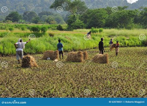 Rice Harvest In Rural India Rice Paddies Indian Countryside Editorial