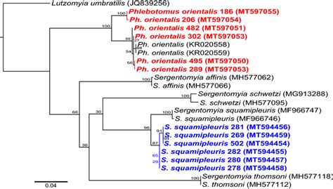 Maximum Likelihood Phylogenetic Tree Of Sand Fly Cox Gene Sequences Download Scientific