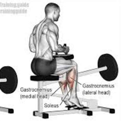 Seated Calf Raise By Belen G Exercise How To Skimble