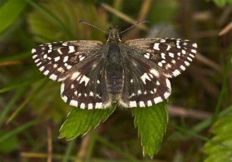 Brown Butterfly With White Spots Yahoo Search Results Butterfly